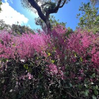 Strobilanthes pulcherrima T.Anderson